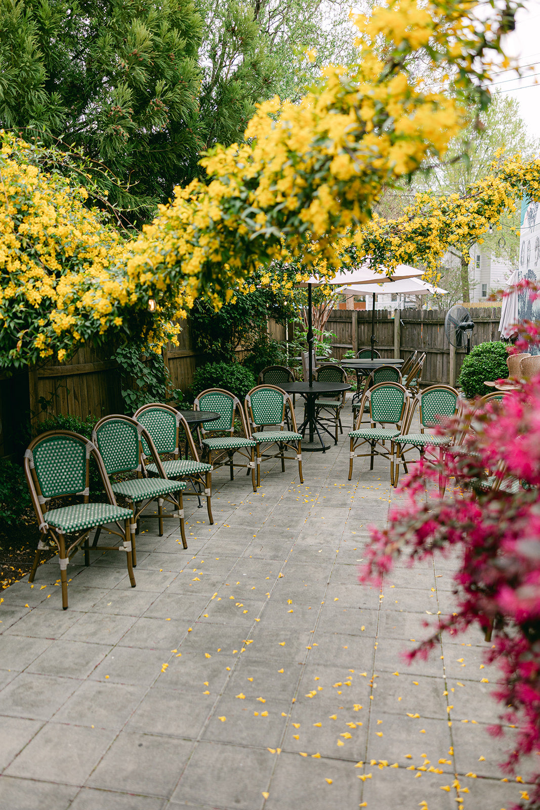 An outdoor patio scene with a row of green-and-brown woven chairs facing small round tables under umbrellas, surrounded by dense yellow flowering vines and a gray stone floor.